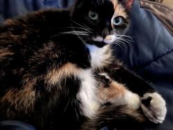 Lost Female Cat last seen Ottone building on Phoenix ave, Waterbury, CT 06702