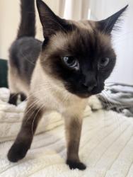 Lost Female Cat last seen Léon-Ledieu, Montréal, QC H4N 3A6