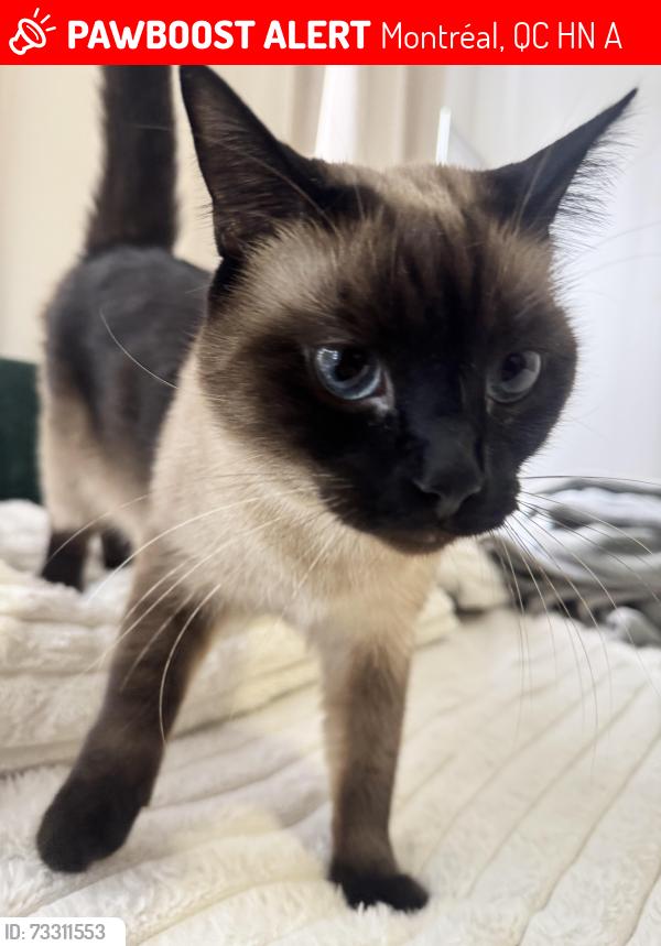 Lost Female Cat last seen Léon-Ledieu, Montréal, QC H4N 3A6