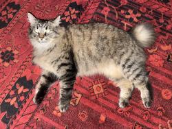 Lost Female Cat last seen Sumner Village area, Sumner, ME 04292