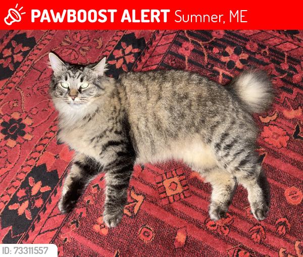 Lost Female Cat last seen Sumner Village area, Sumner, ME 04292