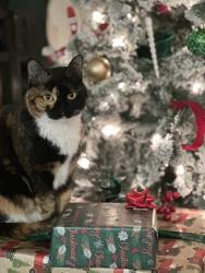 Lost Female Cat last seen Ocean pass, Booth, TX 77469