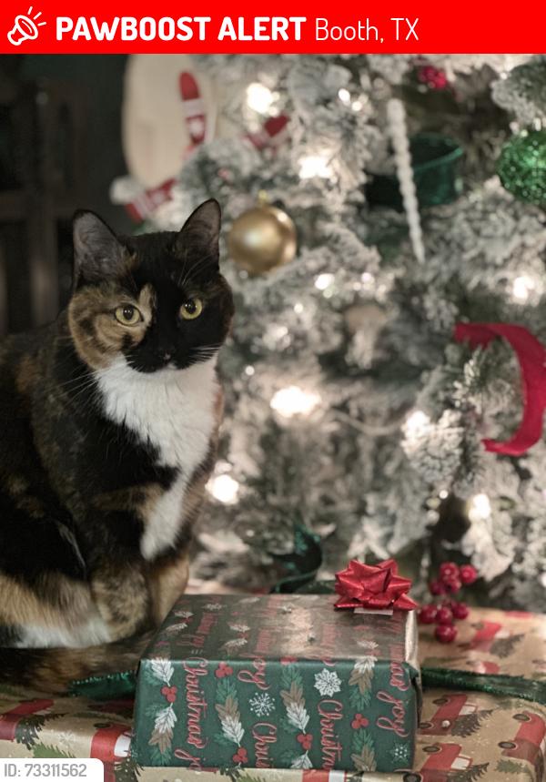 Lost Female Cat last seen Ocean pass, Booth, TX 77469