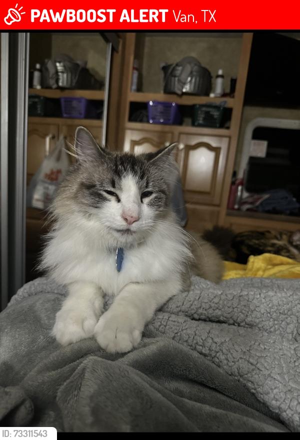 Lost Male Cat last seen W. Kansas, Van, TX 75790