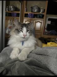 Lost Male Cat last seen W. Kansas, Van, TX 75790