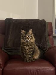 Reunited Male Cat last seen Glencairn Mission Hall, Belfast, Northern Ireland 