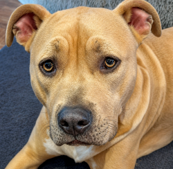 Reunited Female Dog last seen Streamway Park near Prairie Star Parkway and Ridgeview in Lenexa, KS, Lenexa, KS 66220