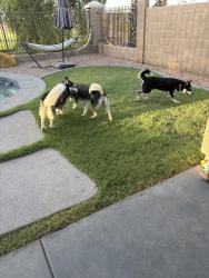 Reunited Male Dog last seen chandler heights and clbh drive, Gilbert, AZ 85298