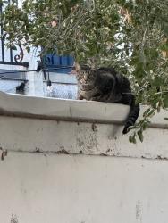 Found/Stray Unknown Cat last seen Behind 15 Helianthis on El Camino Montana, Rancho Santa Margarita, CA 92688