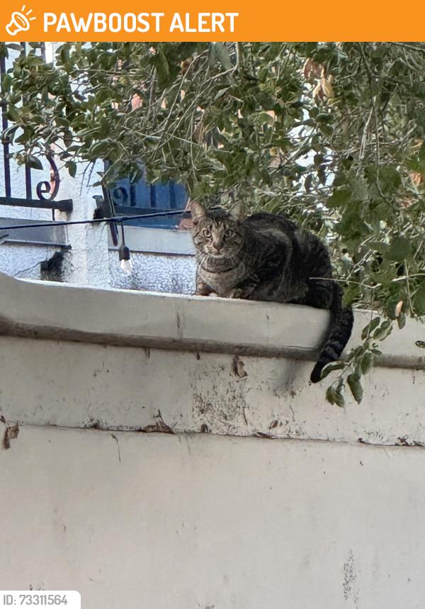 Found/Stray Unknown Cat last seen Behind 15 Helianthis on El Camino Montana, Rancho Santa Margarita, CA 92688