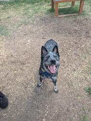 Found/Stray Female Dog last seen Hwy 90, San Antonio, TX 78207