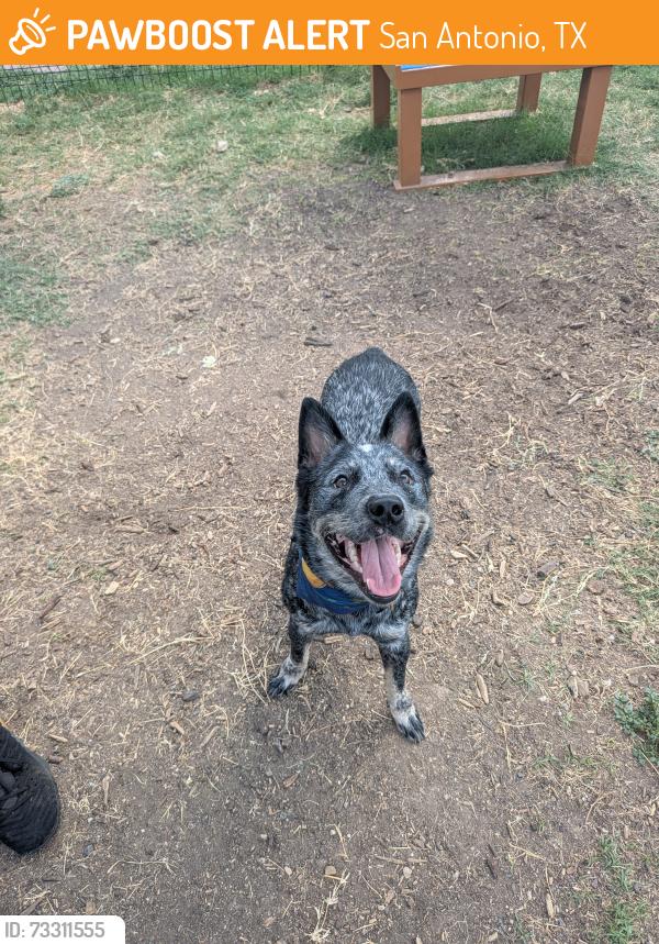 Found/Stray Female Dog last seen Hwy 90, San Antonio, TX 78207