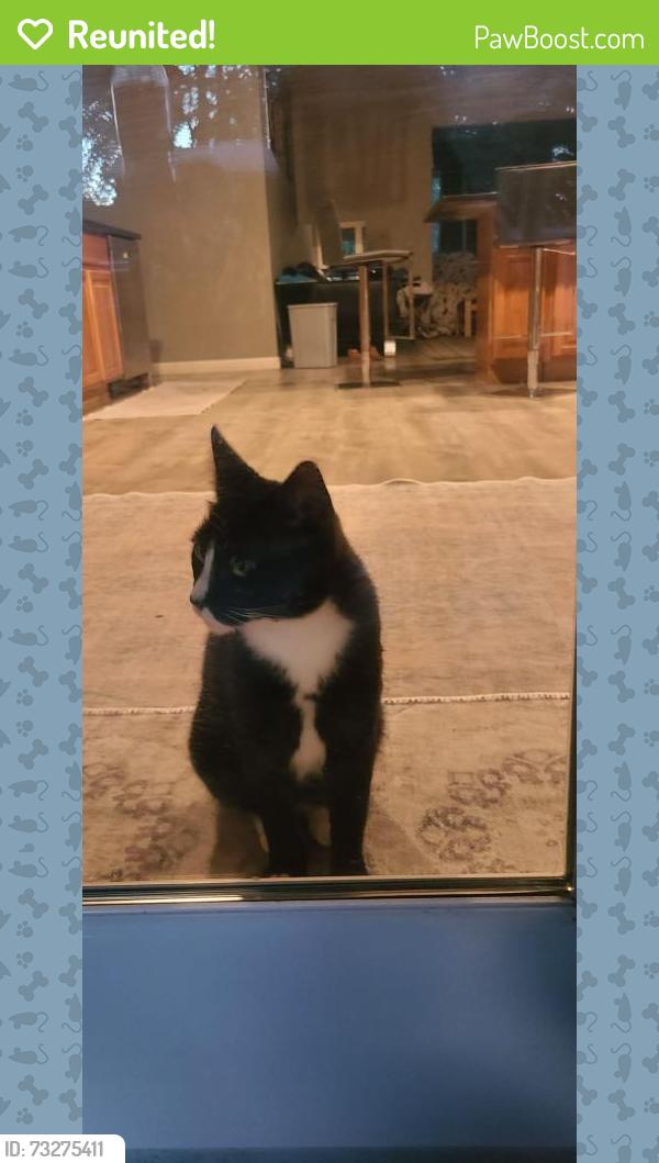 Reunited Male Cat last seen Commerce, Commerce Township, MI 48382