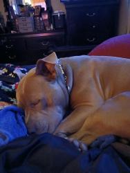 Reunited Male Dog last seen South French Brd, Asheville, NC 28801