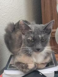 Reunited Female Cat last seen Eldorado Dr/Jerri Jo/Strummer, North Richland Hills, TX 76180