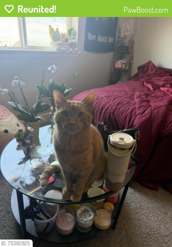 Reunited Male Cat last seen presley creek and lowell, Broomfield, CO 80023