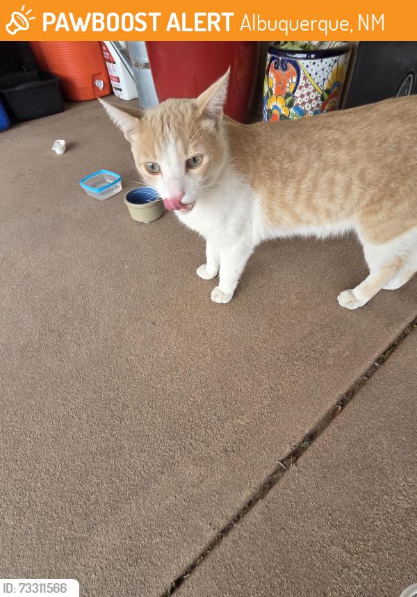 Found/Stray Unknown Cat last seen 86th & Tower, Albuquerque, NM 87121