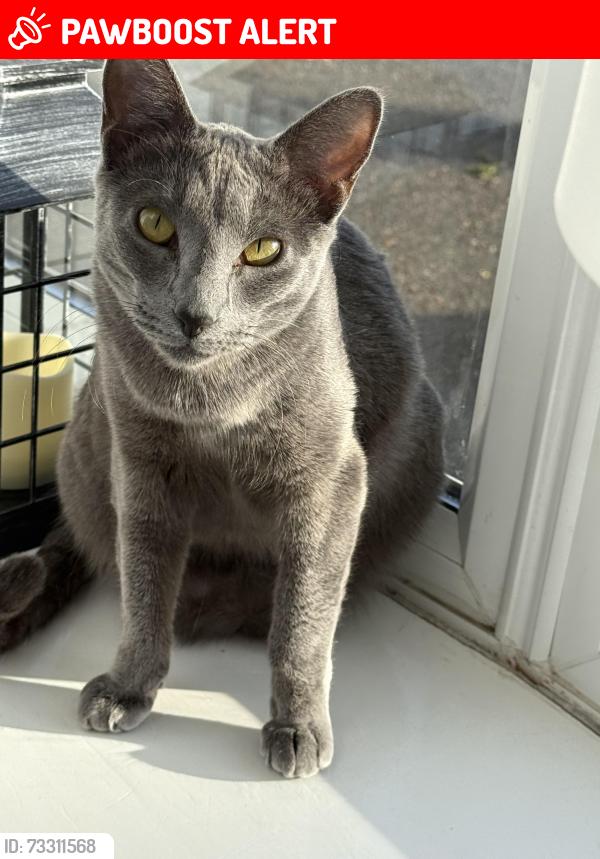 Lost Female Cat last seen The Angel Pub Longham, Dorset, England BH22 9AD
