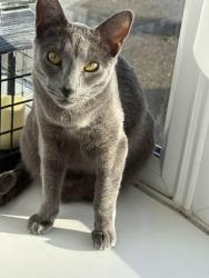 Lost Female Cat last seen The Angel Pub Longham, Dorset, England BH22 9AD