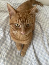 Lost Male Cat last seen Bounces Road, Greater London, England N9 8LJ