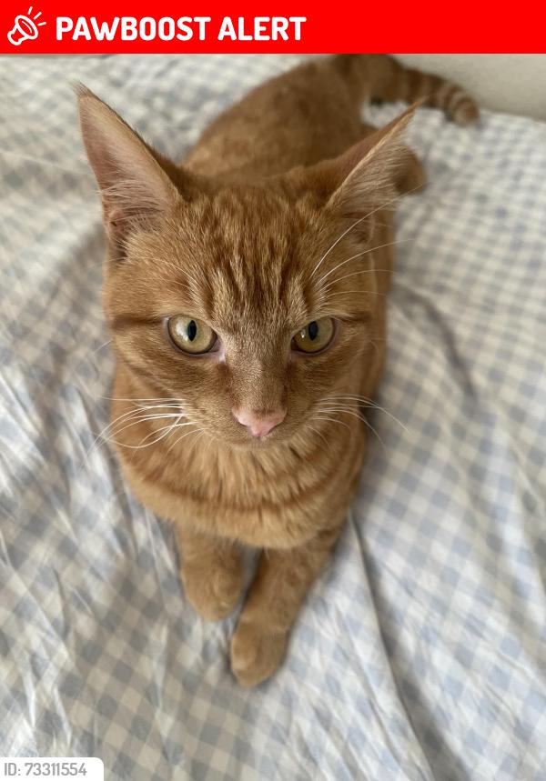 Lost Male Cat last seen Bounces Road, Greater London, England N9 8LJ