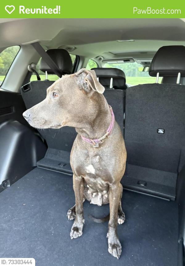 Reunited Female Dog last seen Near Beechmont Ave, Cincinnati, OH 45230