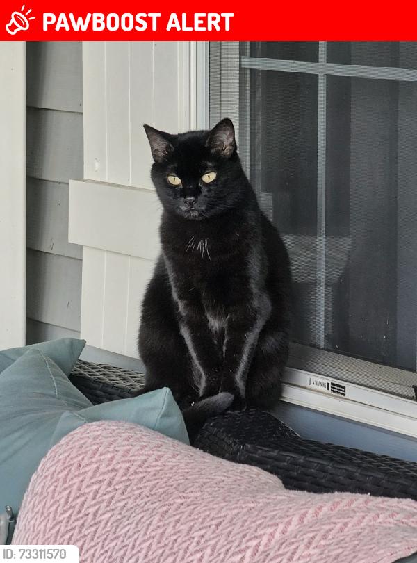 Lost Female Cat last seen Near and Bloom, Nelson Township, OH 44231