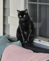 Lost Female Cat last seen Near and Bloom, Nelson Township, OH 44231