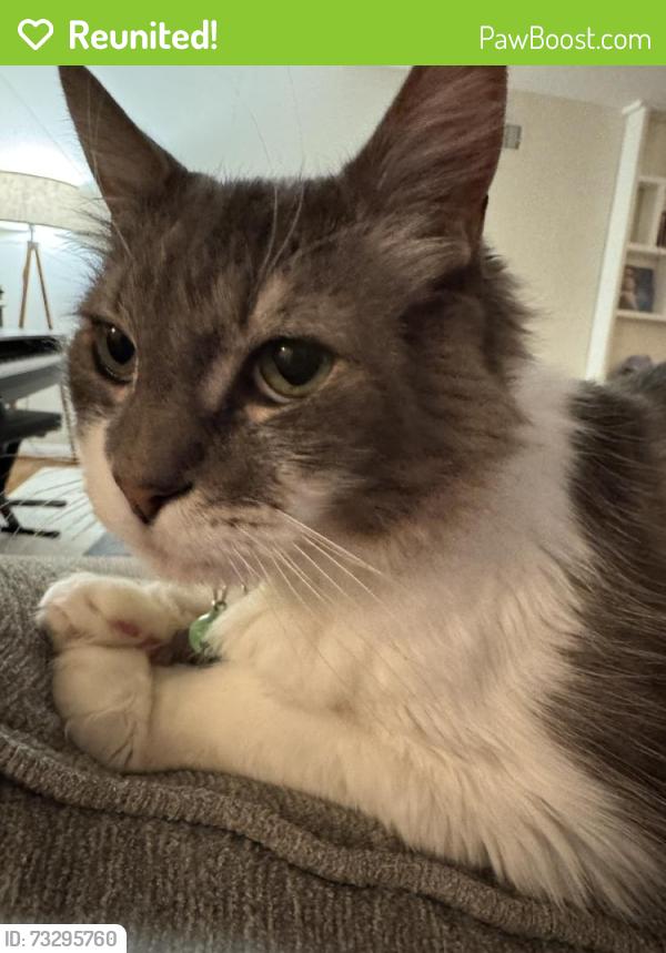 Reunited Male Cat last seen N Richman Ave, Fullerton, CA, USA, Fullerton, CA 92832