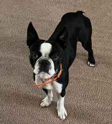 Lost Male Dog last seen S Poplar St, Monterey, TN 38574