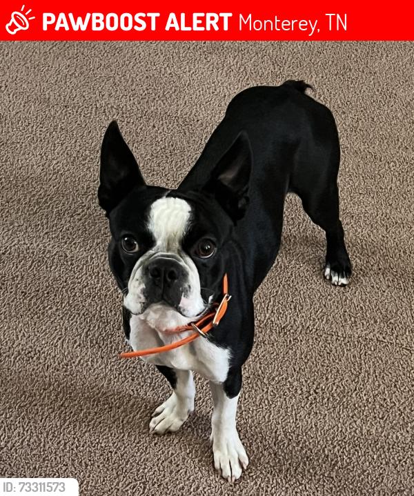 Lost Male Dog last seen S Poplar St, Monterey, TN 38574