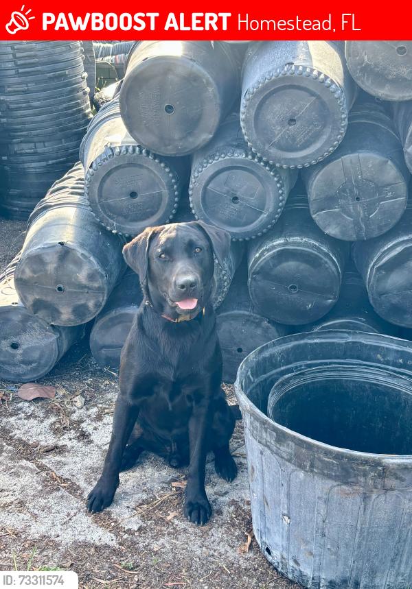Lost Male Dog last seen SW 177 Ave and SW 248St, Homestead, FL 33031