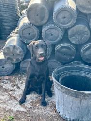 Lost Male Dog last seen SW 177 Ave and SW 248St, Homestead, FL 33031