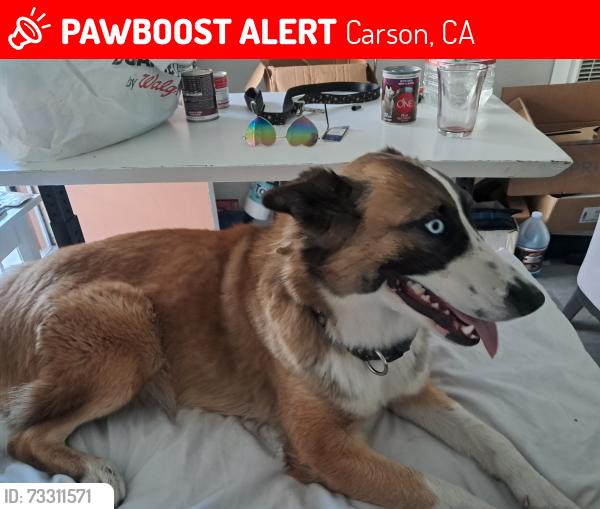 Lost Female Dog last seen Main st., Carson, CA 90745