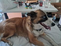 Lost Female Dog last seen Main st., Carson, CA 90745