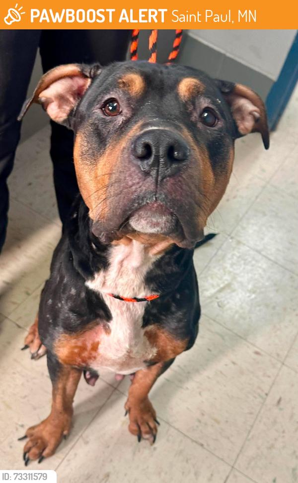 Found/Stray Female Dog last seen Payne and North, Saint Paul, MN 55130