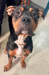 Found/Stray Female Dog last seen Payne and North, Saint Paul, MN 55130