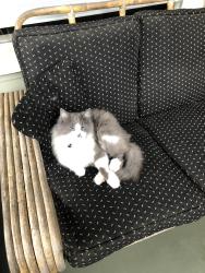 Reunited Male Cat last seen Thompson rd., Blyn, WA 98382