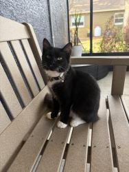 Lost Male Cat last seen Rusk Circle area, Hunters Lake Area, Spring Hill, FL 34606