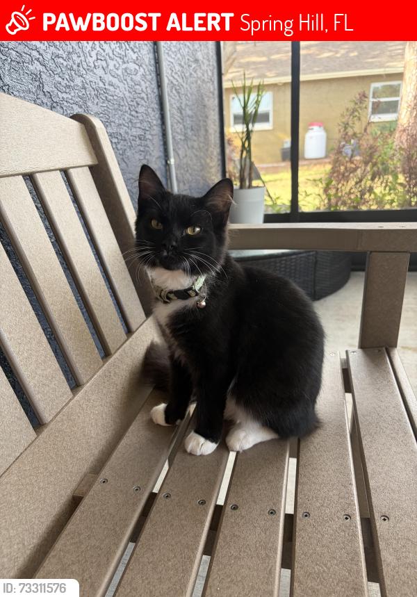 Lost Male Cat last seen Rusk Circle area, Hunters Lake Area, Spring Hill, FL 34606
