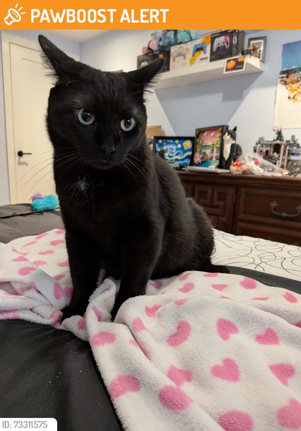 Found/Stray Male Cat last seen Henrietta way and Ninth Line, Mississauga, ON L5M 7Y4