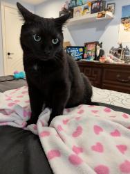 Found/Stray Male Cat last seen Henrietta way and Ninth Line, Mississauga, ON L5M 7Y4