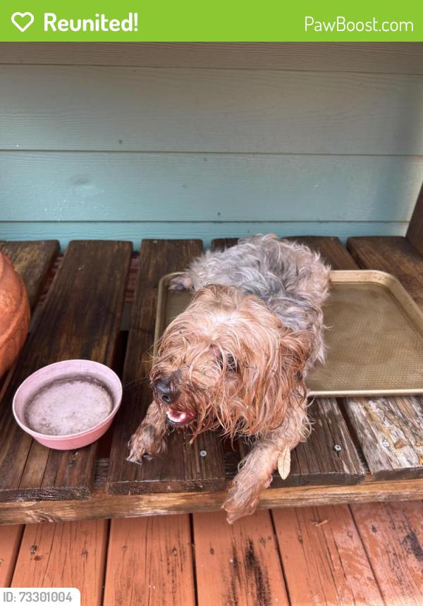 Reunited Male Dog last seen 19th Ave S and 38th St S, St. Pete, St. Petersburg, FL 33711