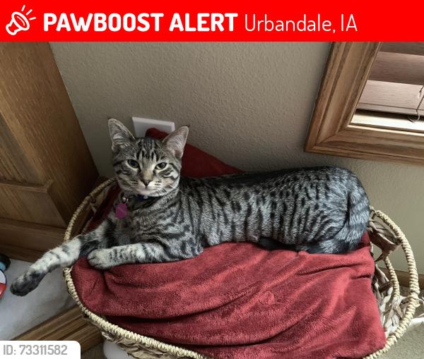 Lost Female Cat last seen 124th and Tanglewood, Urbandale, IA 50323