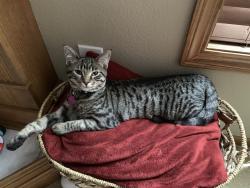 Lost Female Cat last seen 124th and Tanglewood, Urbandale, IA 50323