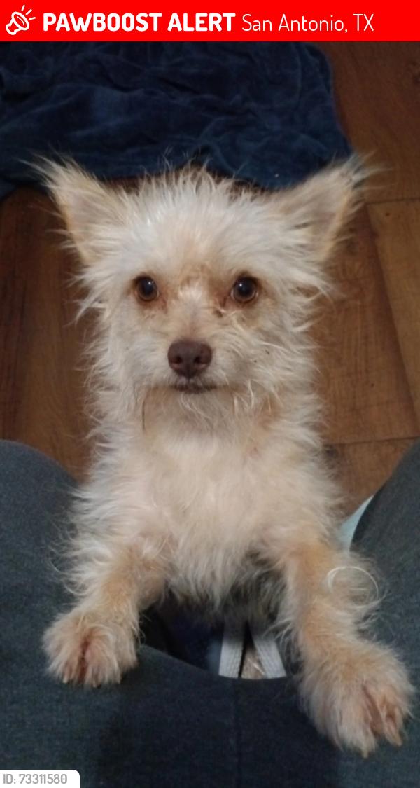 Lost Male Dog last seen Fredericksburg Rd & West Avenue, San Antonio, TX 78201