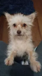 Lost Male Dog last seen Fredericksburg Rd & West Avenue, San Antonio, TX 78201