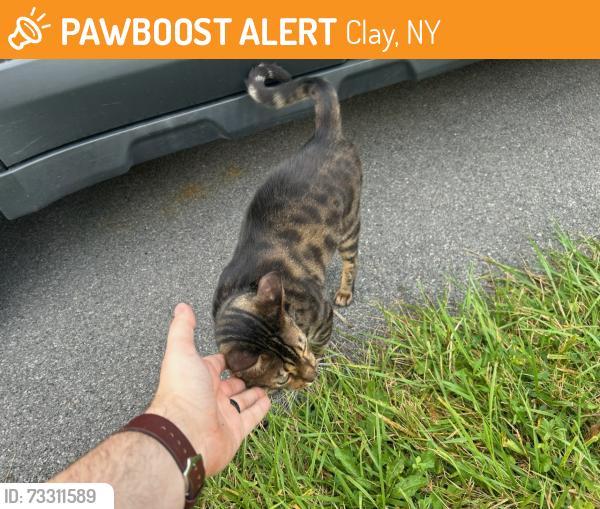 Found/Stray Female Cat last seen Spicebush Trail, Clay, NY 13090