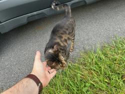 Found/Stray Female Cat last seen Spicebush Trail, Clay, NY 13090