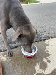 Found/Stray Female Dog last seen Murrieta oaks, Murrieta, CA 92562